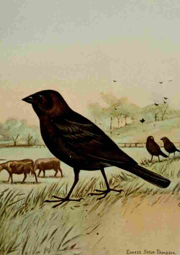 Seton Ernest 1901 Cowbird A4 Photo Print