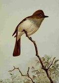Seton Ernest 1901 Crested Flycatcher A4 Photo Print