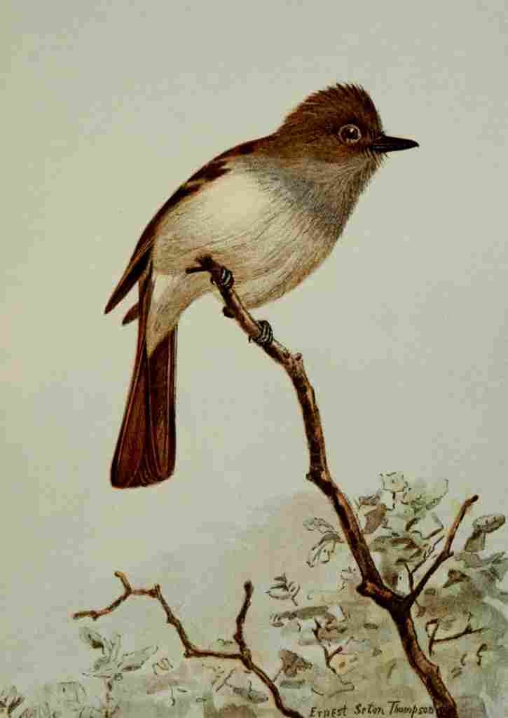 Seton Ernest 1901 Crested Flycatcher A4 Photo Print