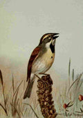 Seton Ernest 1901 Dickcissel A4 Photo Print