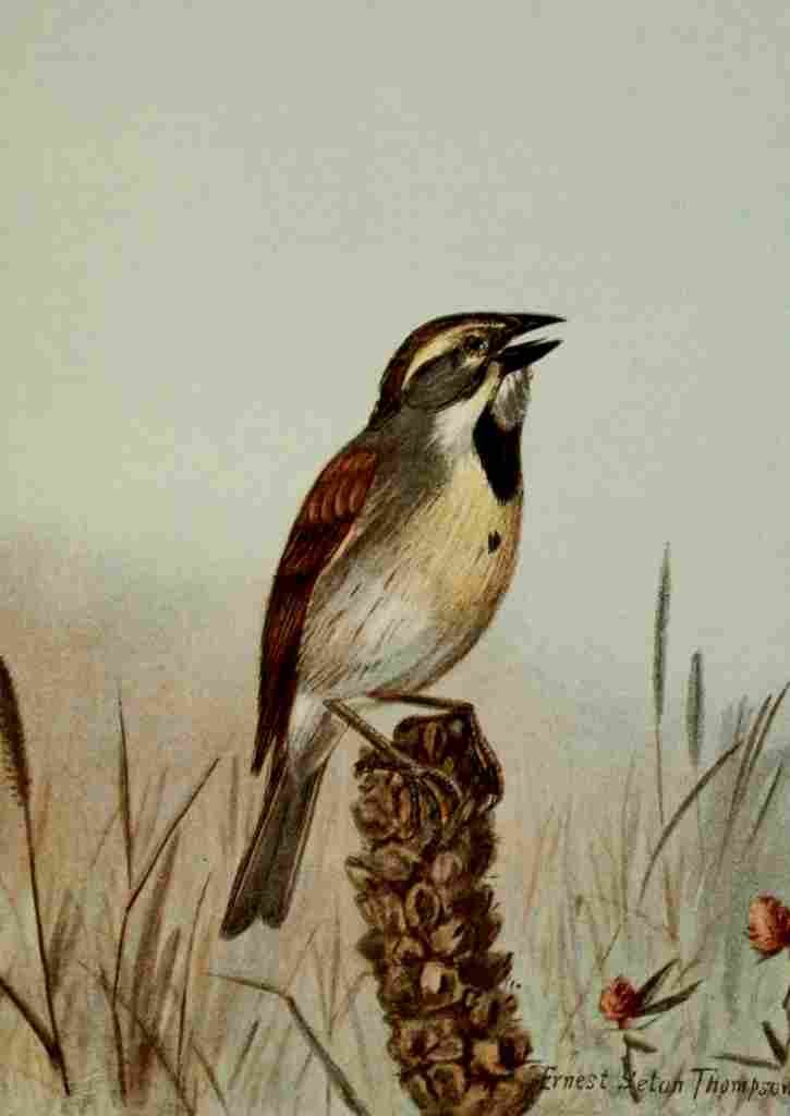Seton Ernest 1901 Dickcissel A4 Photo Print