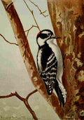 Seton Ernest 1901 Downy Woodpecker A4 Photo Print