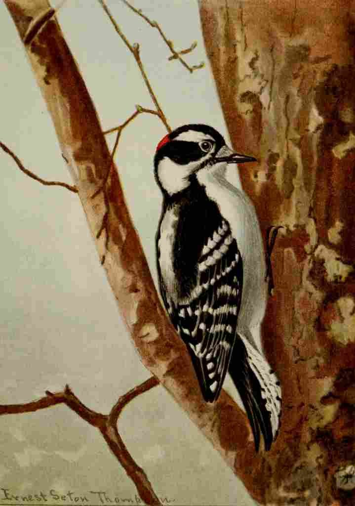 Seton Ernest 1901 Downy Woodpecker A4 Photo Print