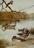 Seton Ernest 1901 Ducks & Geese A4 Photo Print
