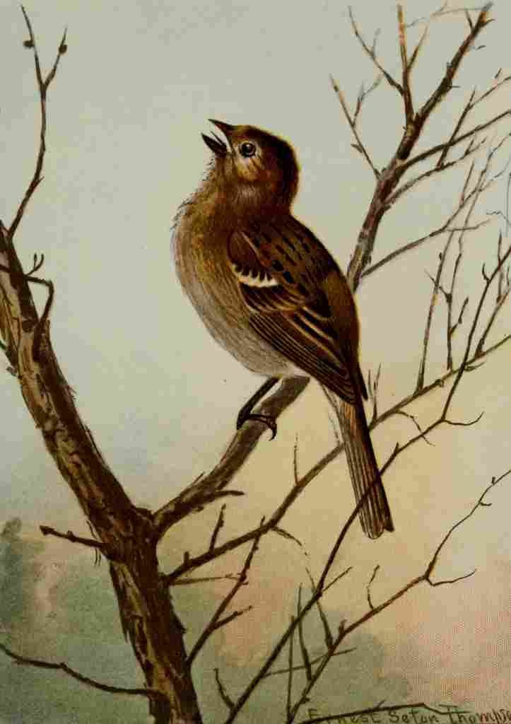 Seton Ernest 1901 Field Sparrow A4 Photo Print