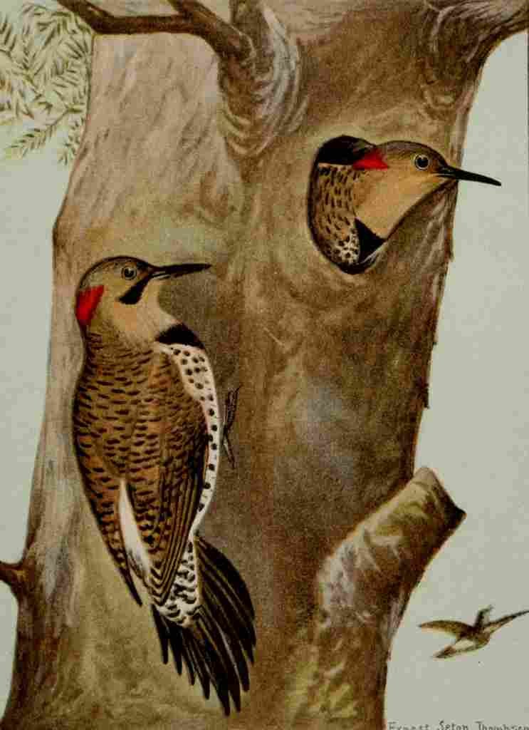 Seton Ernest 1901 Flicker A4 Photo Print