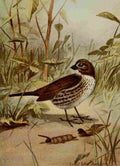 Seton Ernest 1901 Fox Sparrow A4 Photo Print