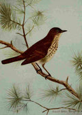 Seton Ernest 1901 Hermit Thrush A4 Photo Print