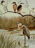 Seton Ernest 1901 Herons A4 Photo Print