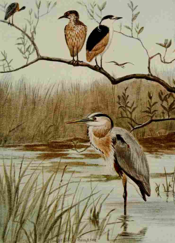 Seton Ernest 1901 Herons A4 Photo Print