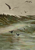 Seton Ernest 1901 Herring Gulls & Petrels A4 Photo Print