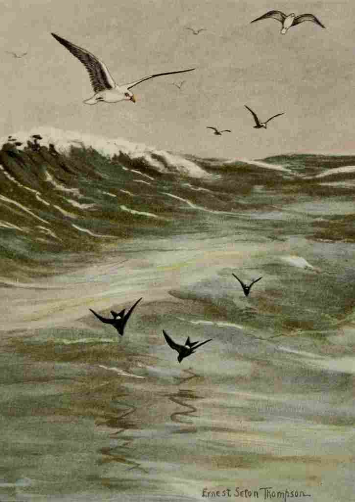 Seton Ernest 1901 Herring Gulls & Petrels A4 Photo Print