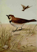 Seton Ernest 1901 Horned Lark A4 Photo Print