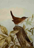 Seton Ernest 1901 House Wren A4 Photo Print