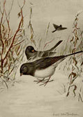 Seton Ernest 1901 Junco A4 Photo Print