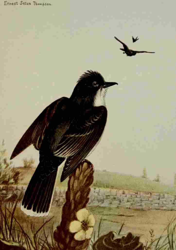 Seton Ernest 1901 Kingbird A4 Photo Print