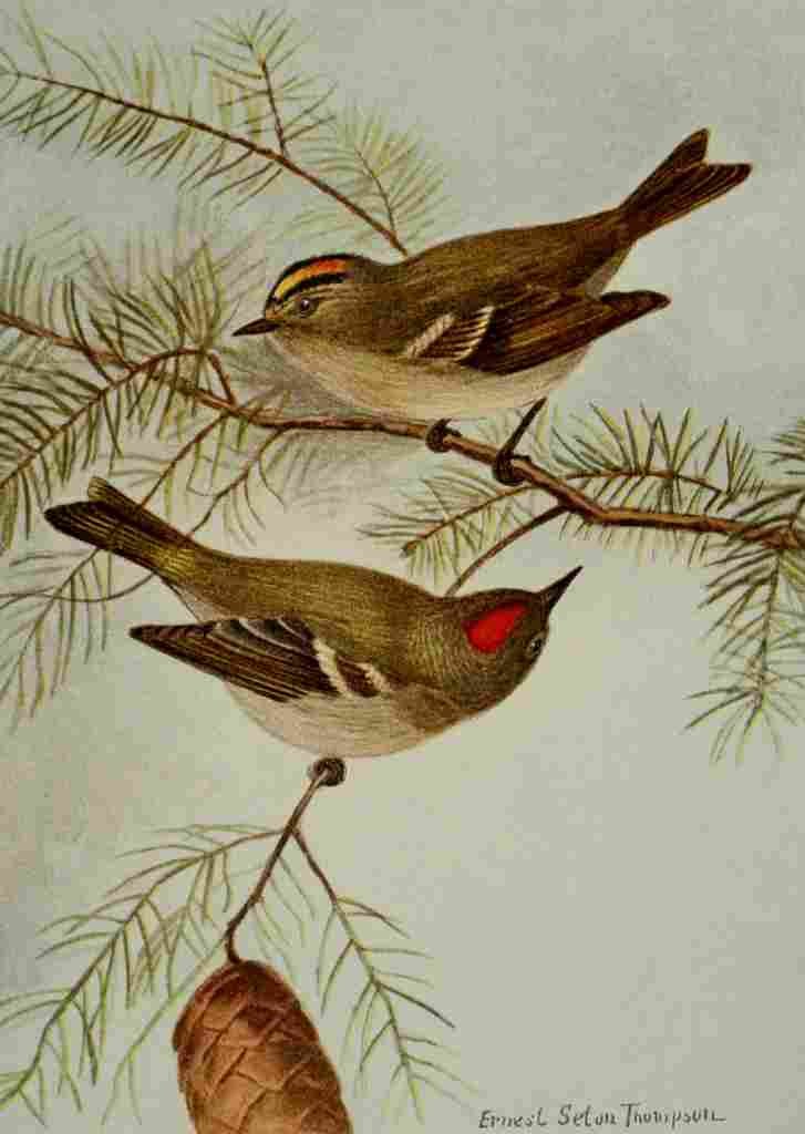 Seton Ernest 1901 Kinglets A4 Photo Print