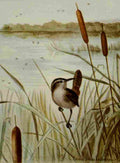 Seton Ernest 1901 Long billed Marsh Wren A4 Photo Print