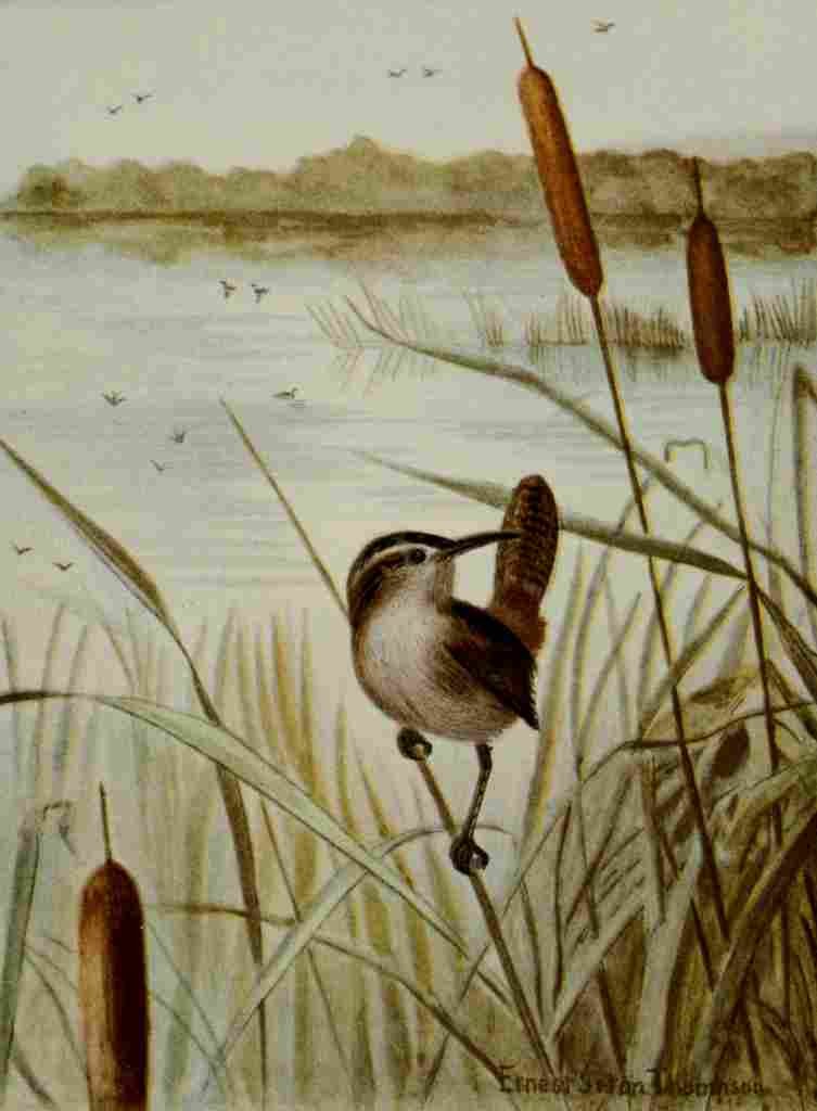 Seton Ernest 1901 Long billed Marsh Wren A4 Photo Print