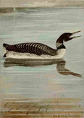 Seton Ernest 1901 Loon A4 Photo Print