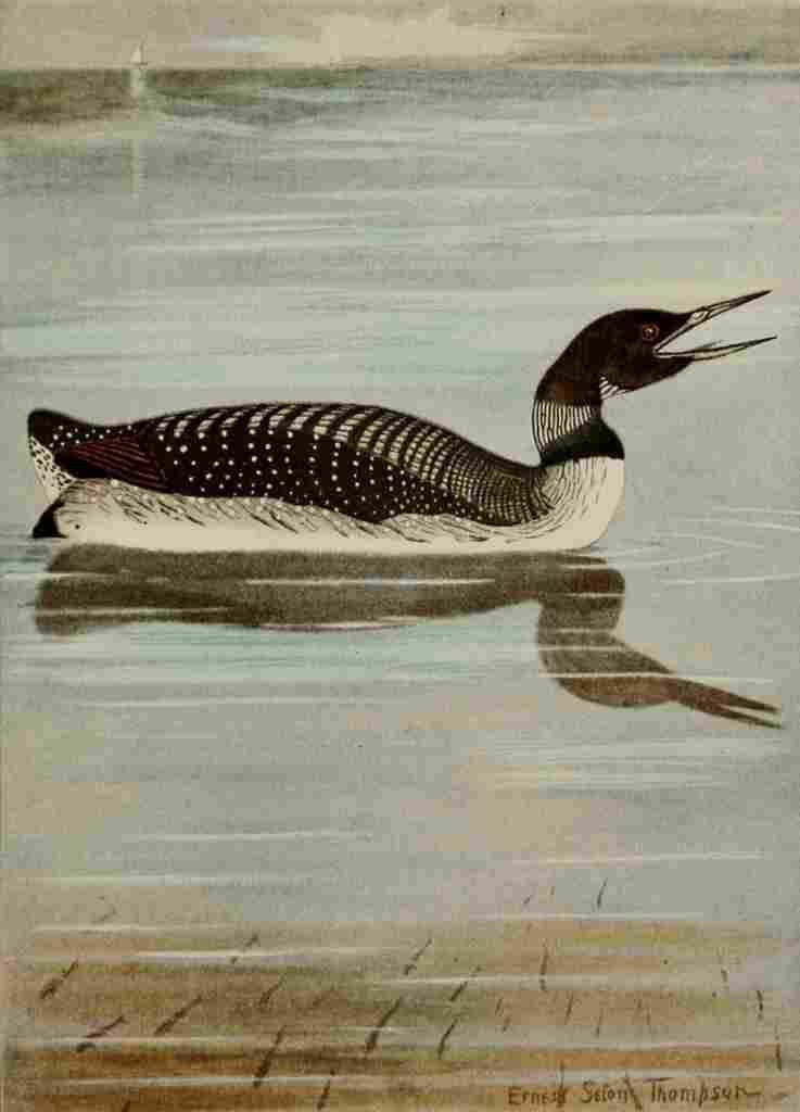 Seton Ernest 1901 Loon A4 Photo Print