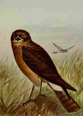 Seton Ernest 1901 Marsh Hawk A4 Photo Print