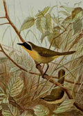Seton Ernest 1901 Maryland Yellow throat A4 Photo Print