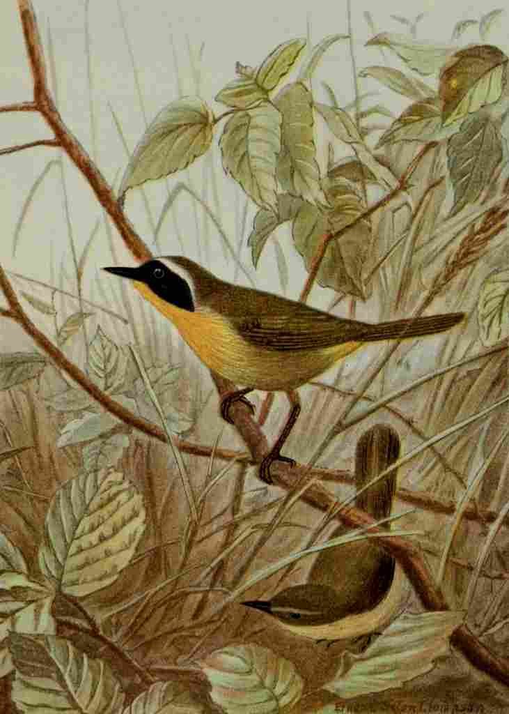 Seton Ernest 1901 Maryland Yellow throat A4 Photo Print