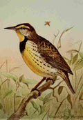 Seton Ernest 1901 Meadowlark A4 Photo Print