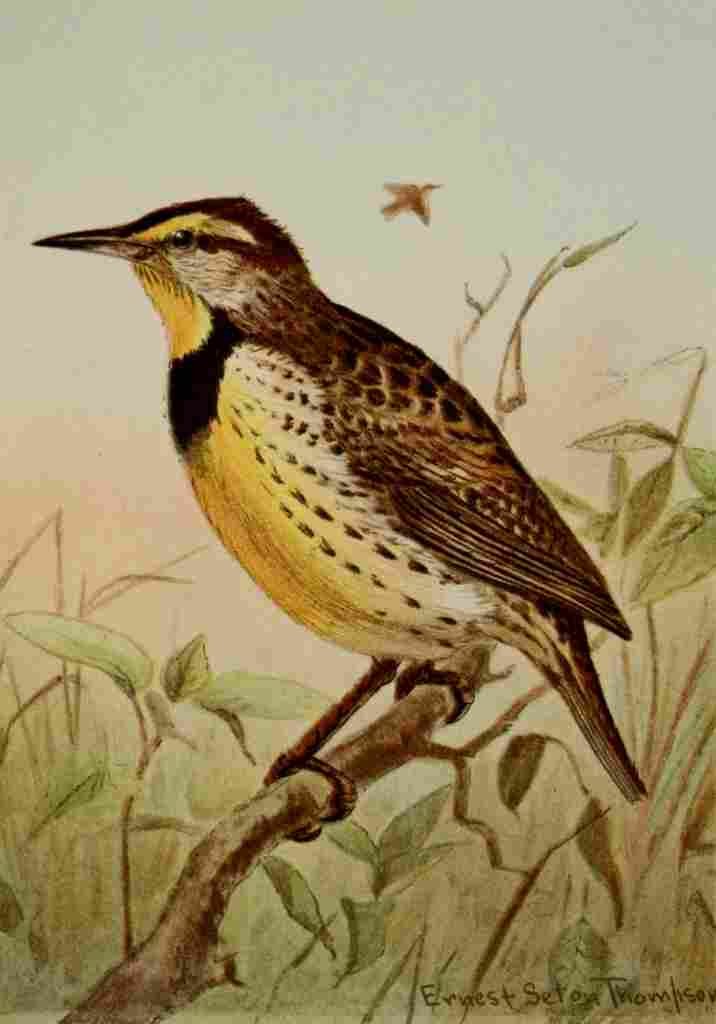 Seton Ernest 1901 Meadowlark A4 Photo Print