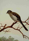 Seton Ernest 1901 Mockingbird A4 Photo Print