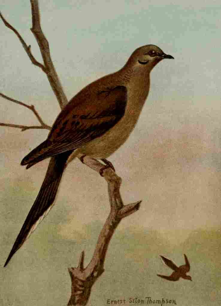 Seton Ernest 1901 Mourning Dove A4 Photo Print