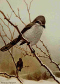 Seton Ernest 1901 Northern Shrike A4 Photo Print
