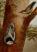 Seton Ernest 1901 Nuthatches A4 Photo Print