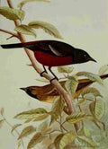 Seton Ernest 1901 Orchard Oriole A4 Photo Print