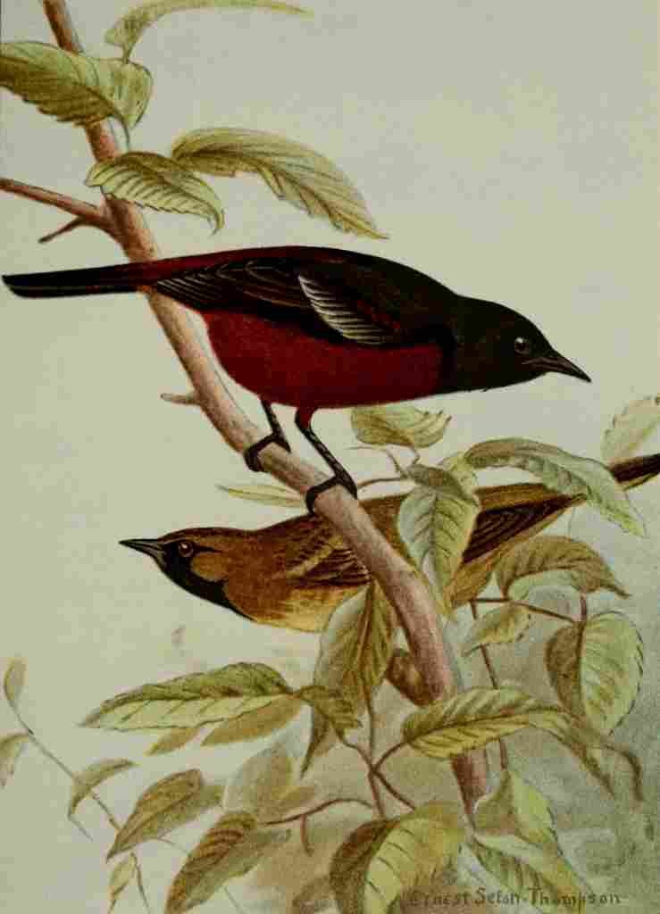 Seton Ernest 1901 Orchard Oriole A4 Photo Print
