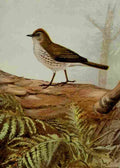 Seton Ernest 1901 Oven bird A4 Photo Print