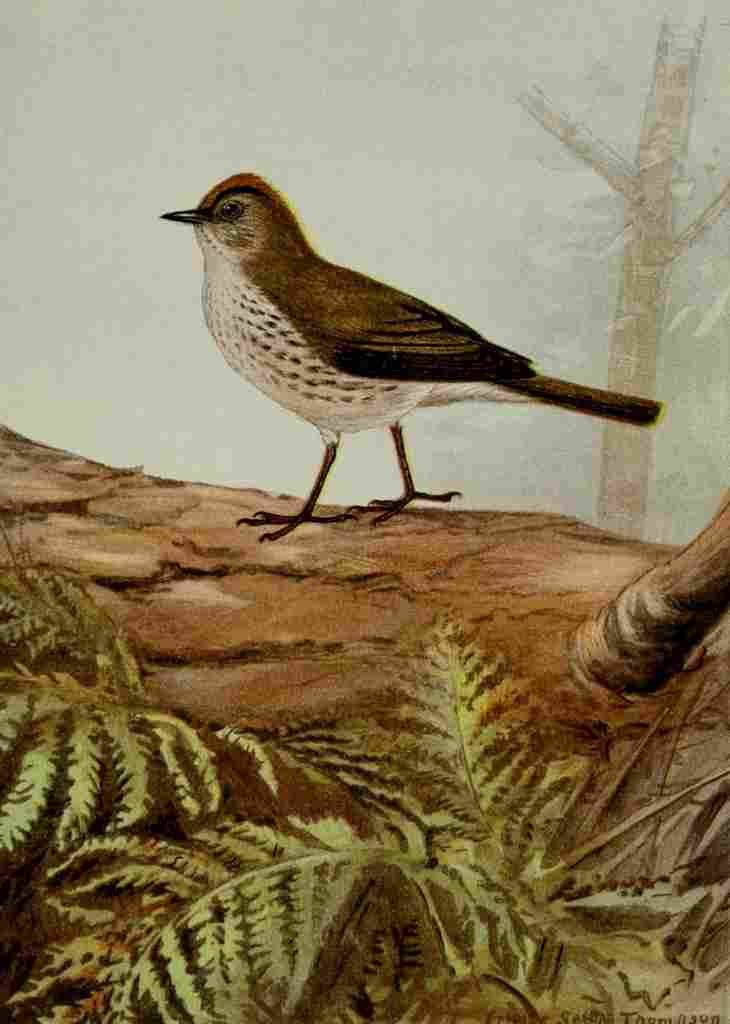 Seton Ernest 1901 Oven bird A4 Photo Print