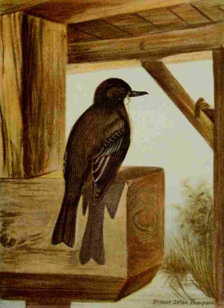 Seton Ernest 1901 Phoebe A4 Photo Print