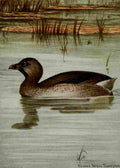Seton Ernest 1901 Pied billed Grebe A4 Photo Print