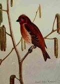 Seton Ernest 1901 Purple Finch A4 Photo Print