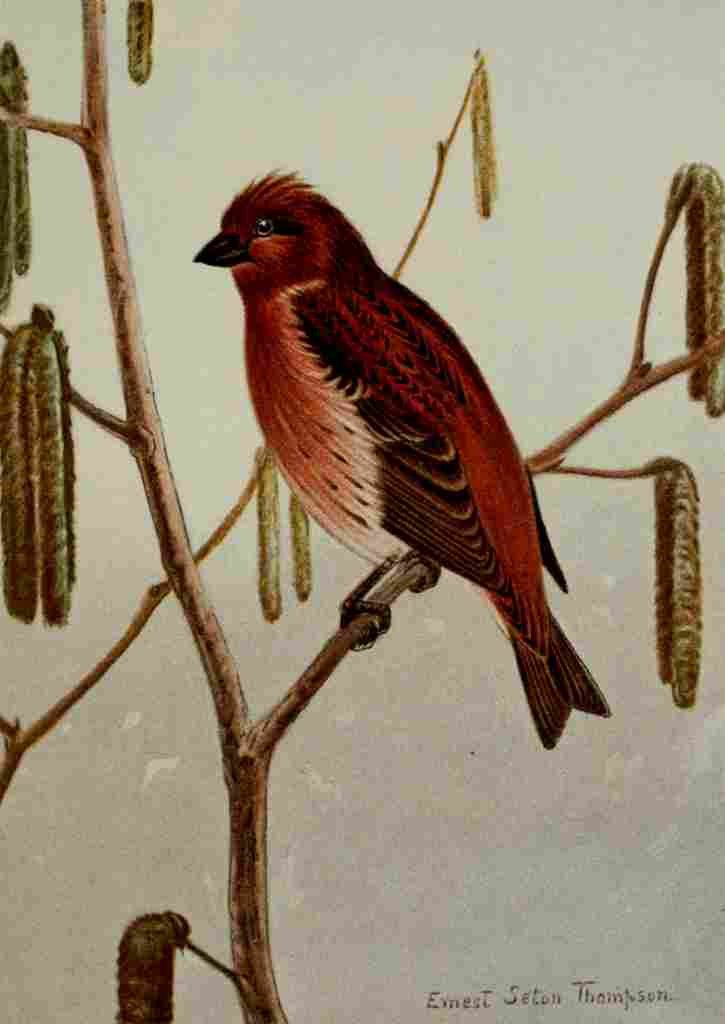 Seton Ernest 1901 Purple Finch A4 Photo Print