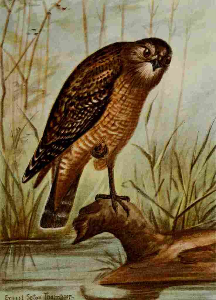 Seton Ernest 1901 Red shouldered Hawk A4 Photo Print