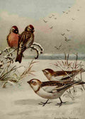 Seton Ernest 1901 Redpoll & Snowflake A4 Photo Print