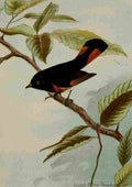 Seton Ernest 1901 Redstart A4 Photo Print