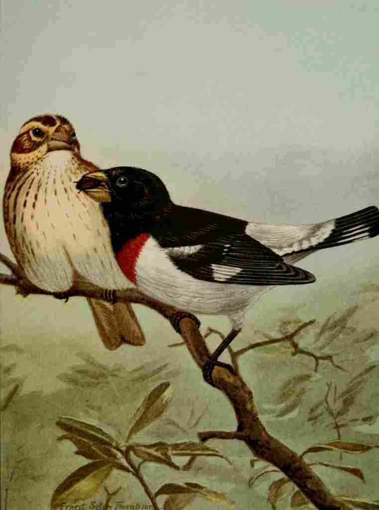 Seton Ernest 1901 Rose breasted Grosbeak A4 Photo Print