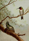 Seton Ernest 1901 Ruby throated Hummingbird A4 Photo Print