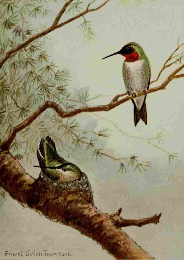 Seton Ernest 1901 Ruby throated Hummingbird A4 Photo Print