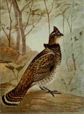 Seton Ernest 1901 Ruffed Grouse A4 Photo Print