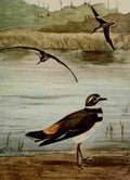 Seton Ernest 1901 Sandpiper Killdeer A4 Photo Print
